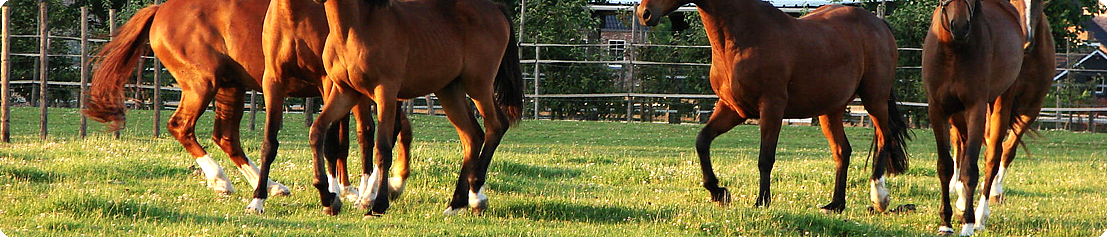 Horse tracking & GPS technology